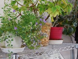 緑豊かな棚上の植物