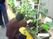 植物の手入れをする人
