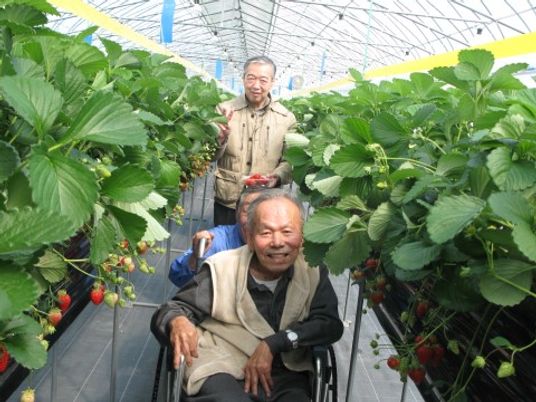 いちご狩りを楽しむ高齢者