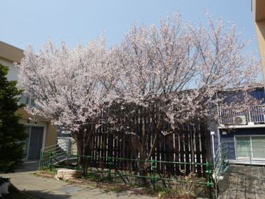 桜が咲く中庭  