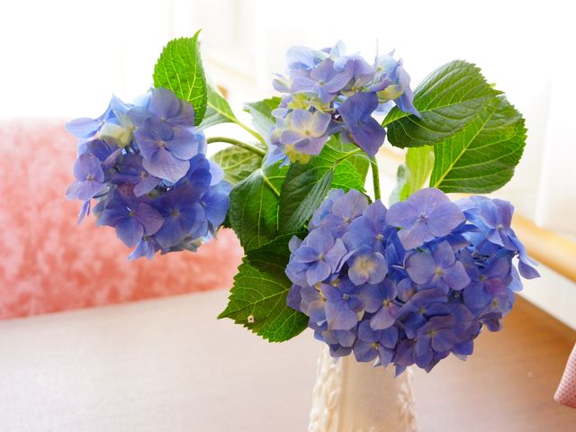 紫陽花が飾られたリビング 思わず心が和む やさしい紫陽花が彩る居心地の良い空間です。柔らかな光が差し込む窓辺には、心を和ませる一角があります。