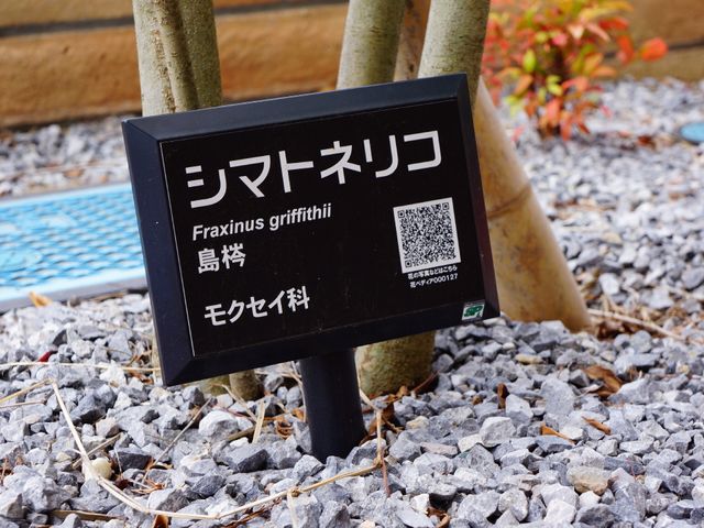 植物の説明板 心癒される観葉植物 緑豊かな中庭には、各植物の名前と詳細が記載された案内板があり、散策が楽しめるようになっています。
