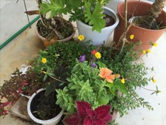 色とりどりの植物集合