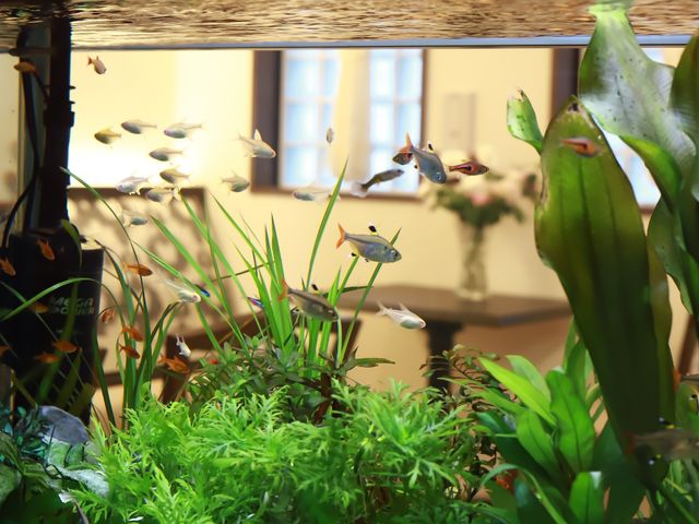 熱帯魚が泳ぐアクアリウム ロビー アクアリウムのあるリラックススペースで、水槽の生き生きとした熱帯魚を眺めながら心を落ち着けることができます。