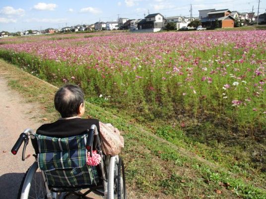 車椅子の方とコスモス畑