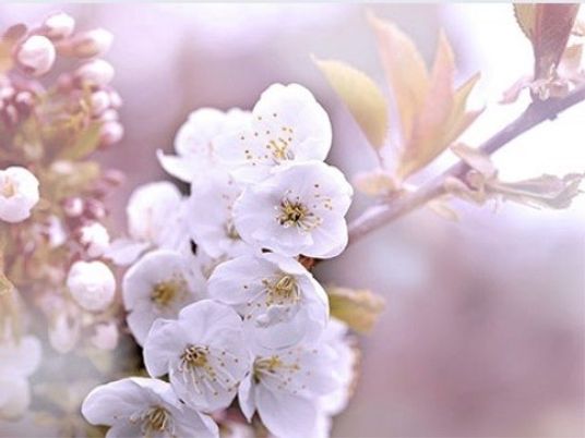 春の桜が咲く庭