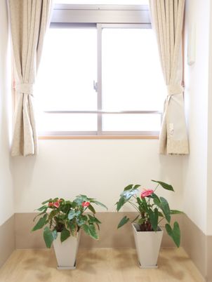 明るい窓辺の植物