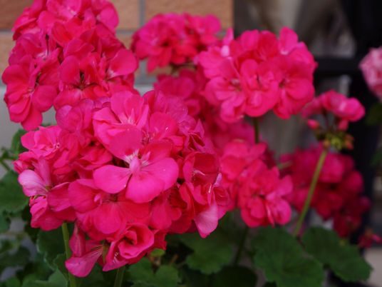 ピンクの鮮やかな花