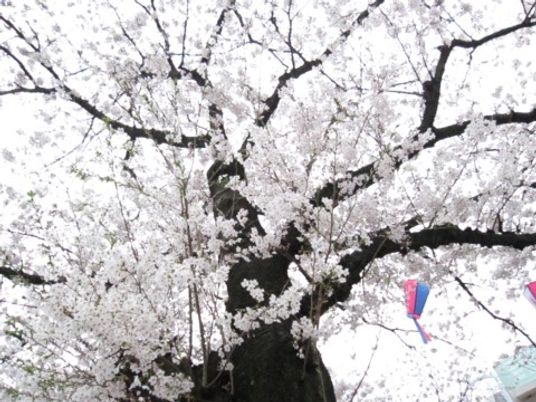 桜が満開の中庭