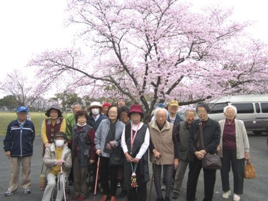桜木の下の集合