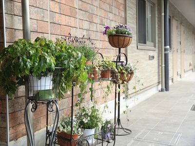 廊下に置かれた植物