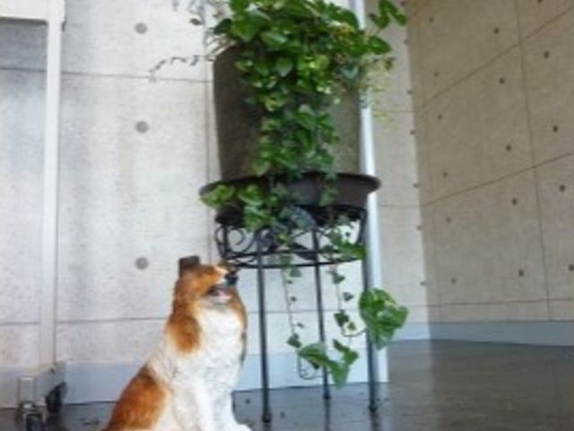 植物と犬の置物 玄関 清潔感のある広々としたロビーで、植物と犬の置物が訪れる人々を和ませています。
