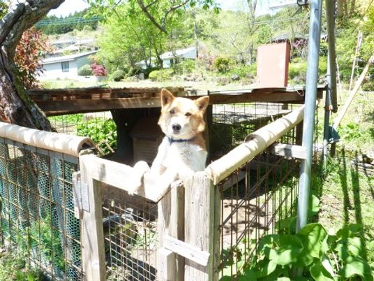犬がのぞく庭の風景