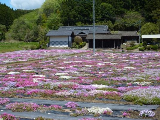 花壇の咲く和風建築
