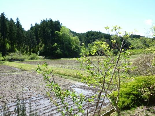 緑豊かな庭の風景
