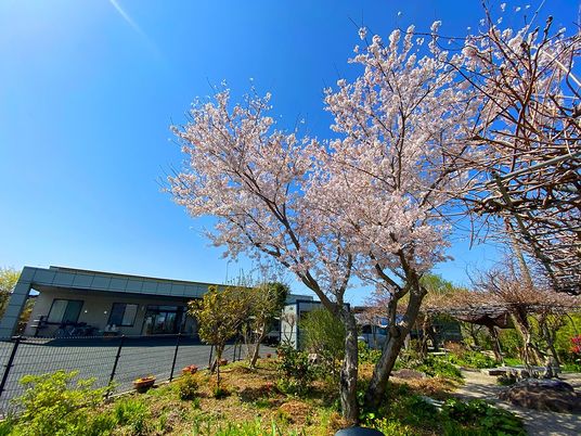 桜が咲く庭  