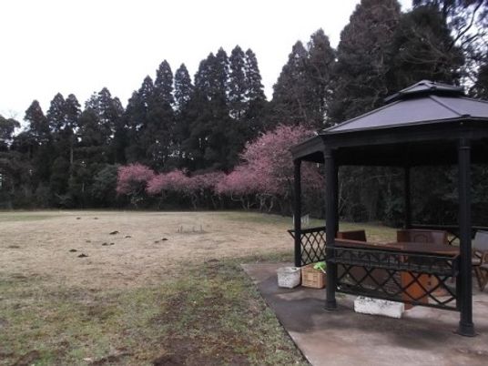 春に桜が満開に咲く中庭は、四季折々の花を楽しめる憩いの空間になっている。入居者様同士でお花見を楽しめる。