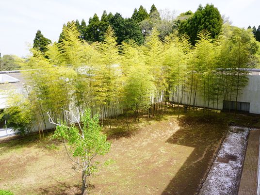 緑豊かな中庭の風景