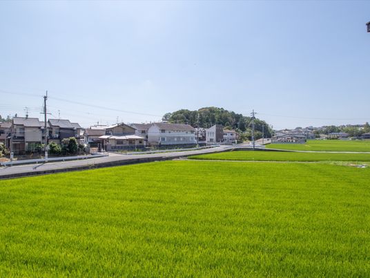 新緑の田園風景