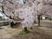 春の桜が咲く中庭