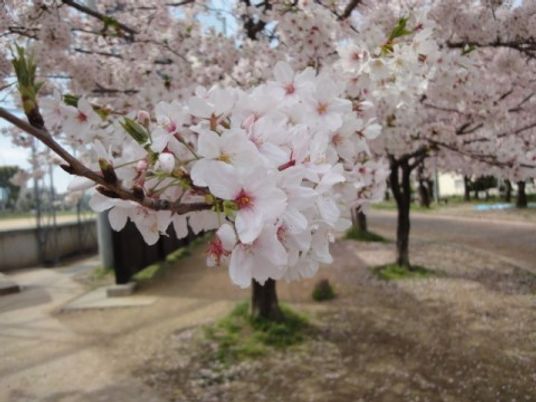 春の桜が咲く中庭
