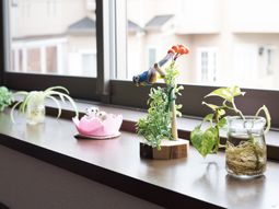 窓辺の植物と装飾品