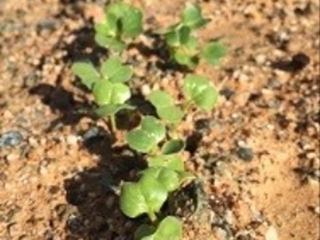 若葉が茂る土の道 菜園 自然の息吹を感じることができる、ふんわりと若葉が目を楽しませる中庭でのひとときは、訪れる人々にやすらぎを与えています。