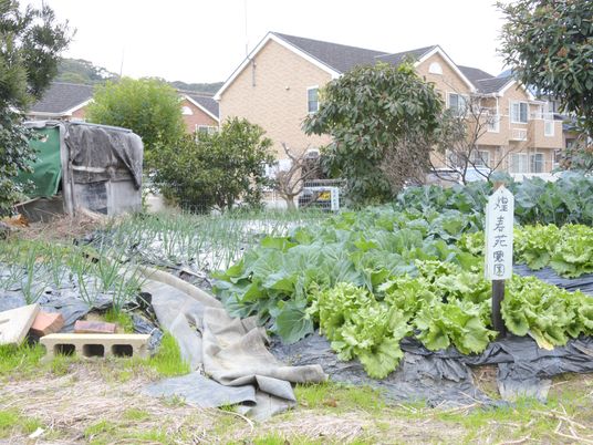 緑の庭と野菜畑