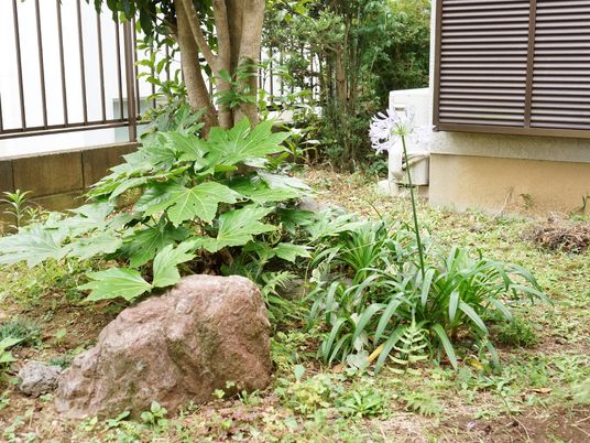 緑豊かな中庭