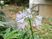 紫の花が咲く庭