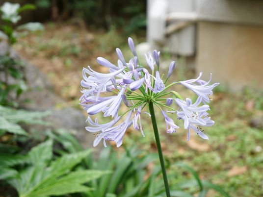 紫の花が咲く庭