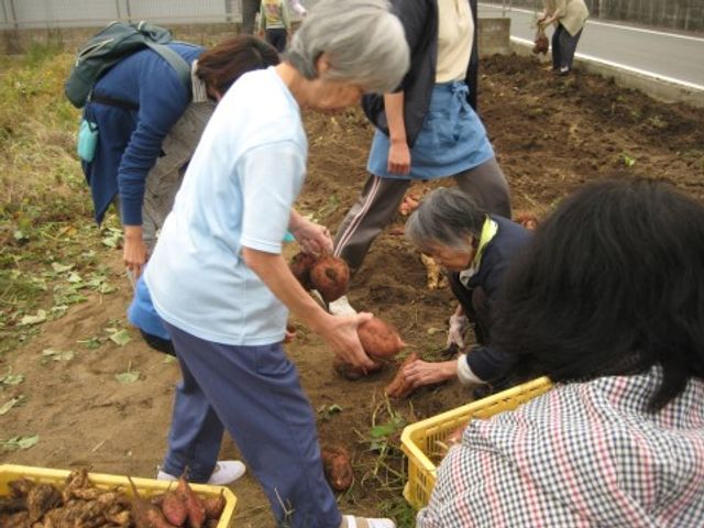 さつまいも掘りの活動シーン 菜園 目を輝かせてさつまいも掘りに精を出す利用者の方々。共同作業を通じて心身の活性化を図れる場がここにあります。