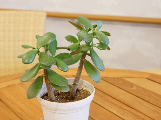 多肉植物鉢植えテーブル上
