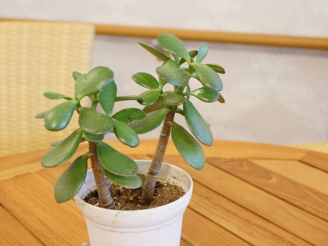 多肉植物鉢植えテーブル上 植物 丸みを帯びた葉が特徴の多肉植物がリビングのテーブルを飾っており、ゆったりとくつろぐことができる雰囲気を演出しています。