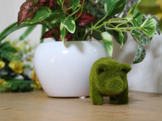 緑の小物と観葉植物