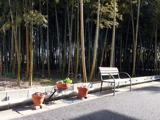 竹林とベンチの中庭