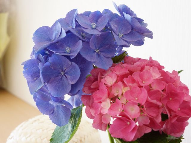 青とピンクのアジサイ 草花 居室に飾られたアジサイが、訪れる人々に穏やかな気持ちを与えてくれます。カラフルで優しい雰囲気は仕事中の癒しにもなりそうです。