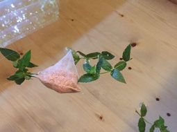 緑の葉と小袋