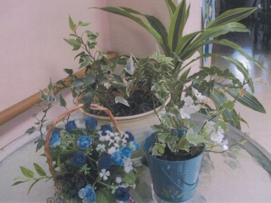 廊下の観葉植物