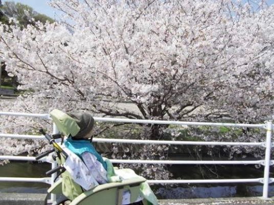 車椅子で桜並木を楽しむ人