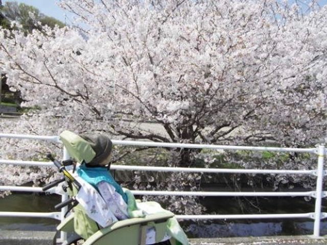 車椅子で桜並木を楽しむ人 散歩 車椅子に座った方が、清々しい春の陽気のもとで満開の桜をお楽しみになっています。心和む自然が身近に感じられる環境です。