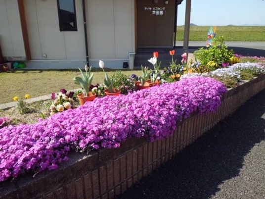 色鮮やかな花壇の景観