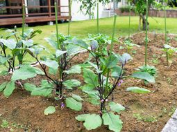 緑の植物が生い茂る庭