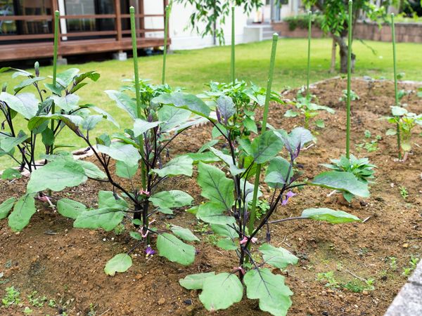 緑の植物が生い茂る庭