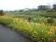 黄色い花が咲く散歩道