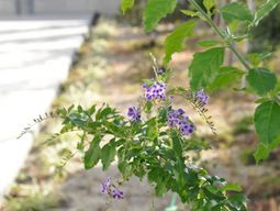 中庭の緑と花