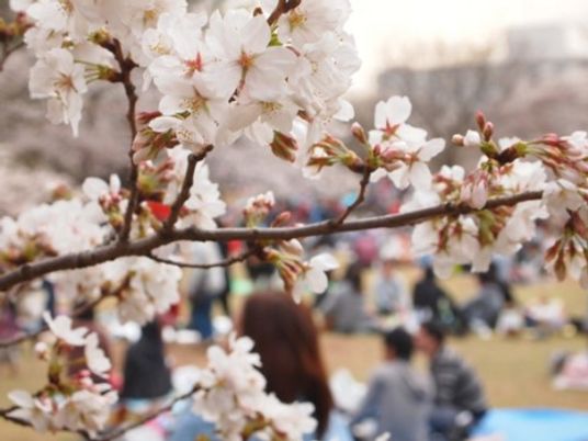 桜とぼけた人々の背景