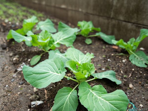 苗植えられた植物の生育