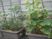花が咲くプランターの植物
