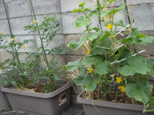 花が咲くプランターの植物